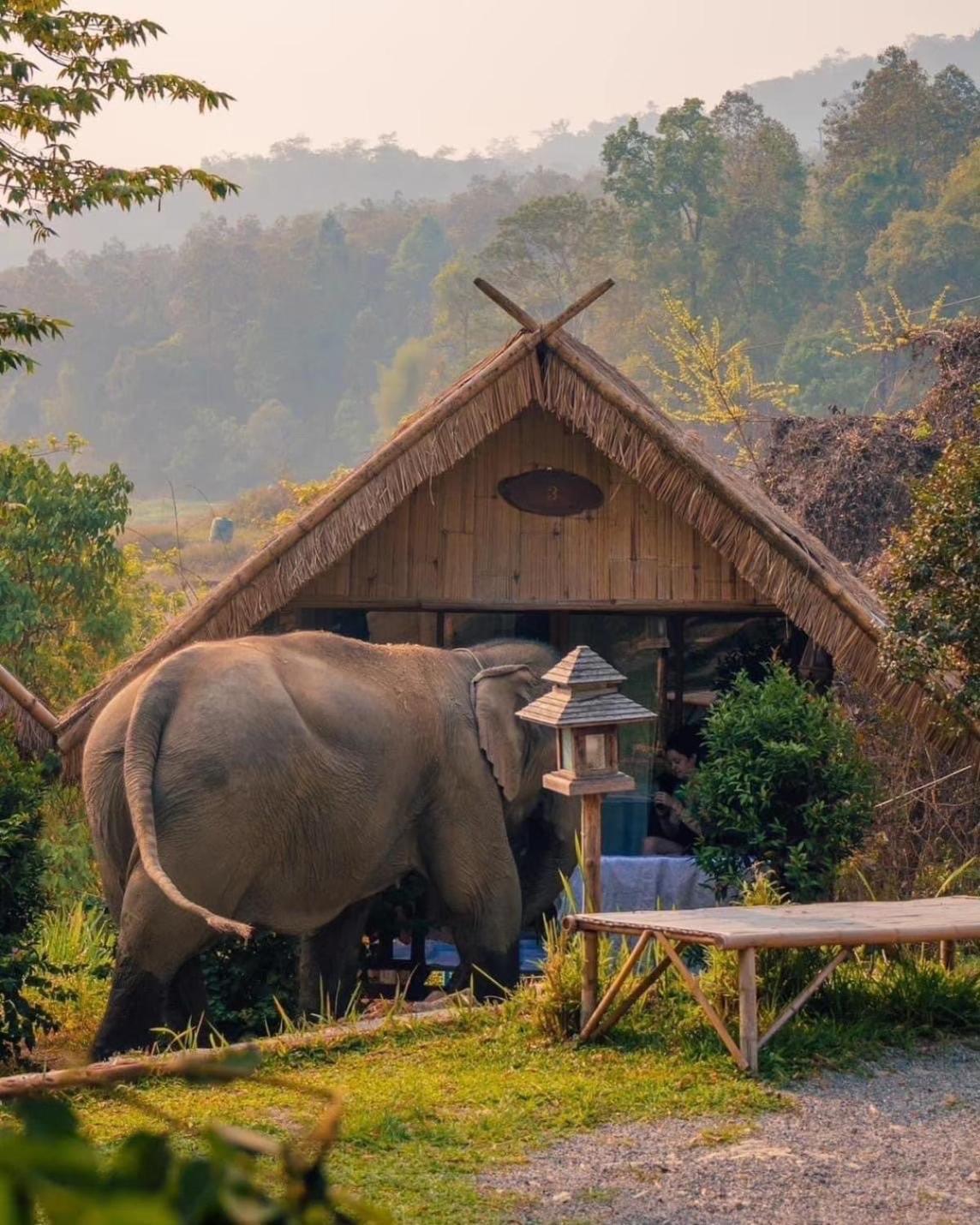 3 Pok Maewang jinxiang Gold elephant park Mae Wang Bagian luar foto